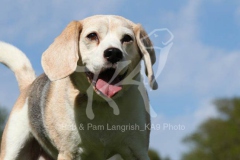 Beagle