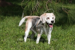 Beagle