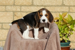 Beagle