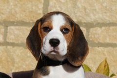 Beagle