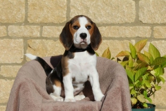 Beagle