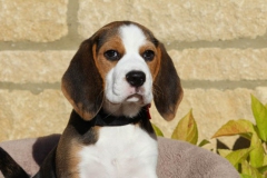 Beagle