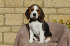 Beagle