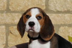 Beagle