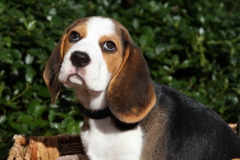 Beagle