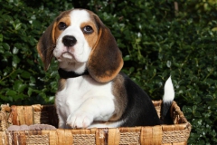 Beagle