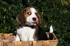 Beagle