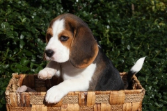 Beagle