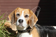 Beagle