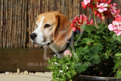 Beagle