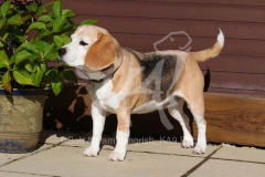 Beagle