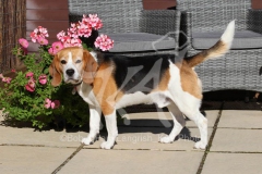 Beagle