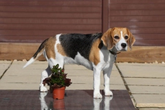 Beagle