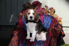 Beagle