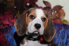 Beagle