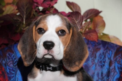 Beagle