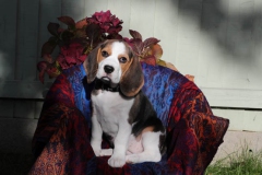 Beagle