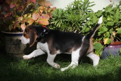 Beagle