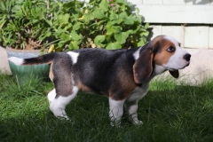 Beagle