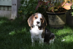 Beagle