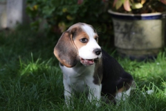 Beagle