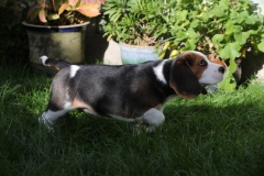 Beagle