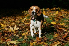 Beagle