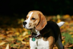 Beagle