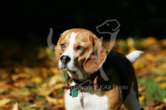 Beagle