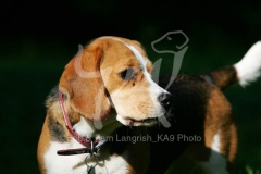 Beagle