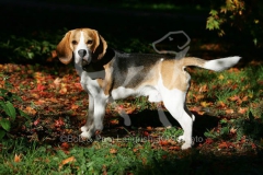 Beagle