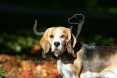 Beagle