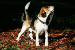 Beagle