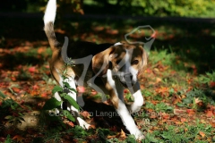 Beagle