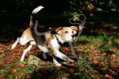 Beagle