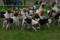 Beagle