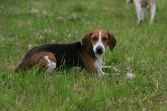 Beagle