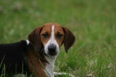 Beagle