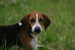 Beagle