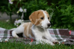 Beagle