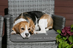 Beagle