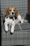 Beagle