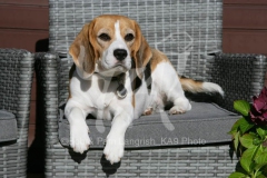 Beagle