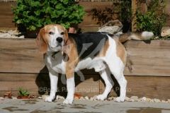 Beagle