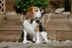 Beagle