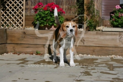 Beagle