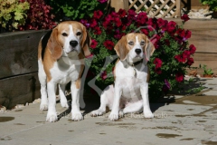 Beagle