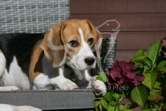 Beagle