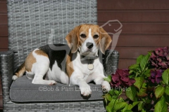 Beagle