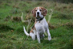 Beagle